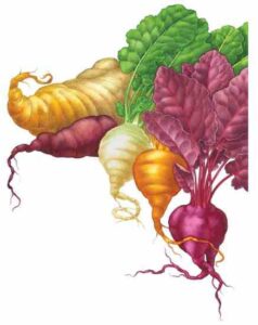 All About Growing Beets Image